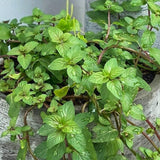 Chocolate Mint Live Plant 3-6" Tall