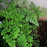 Pacific Maidenhair Fern Live Plant in 2.5 Inch Pot