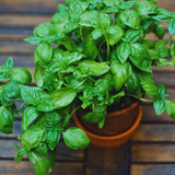 Sweet Basil Plant Live, Basil Herb Plant Outdoor Growing, 3-4 Inch Tall