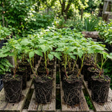 Red Raspberry Plant Live, Home Garden Berry Bush, 4-6 Inch Tall, 4 Inch Pot