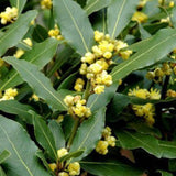Bay Leaf Tree Live Plant, Bay Laurel Herb, 8-10 Inch Tall