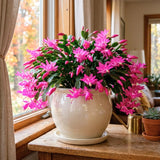 Pink Holiday Cactus Live Plant, Live Houseplant, 4-7 Inch Tall, 4 Inch Pot