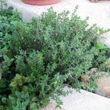 Live Common Thyme Plant, Culinary Thyme Herb Plant