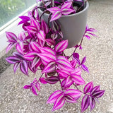 Pink Wandering Jew Live Plant, Desk Shelf Plant, 3-5 Inch Tall, 3 Inch Pot