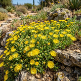 Yellow Ice Plant Live Plant, Ground Cover, 4-7 Inch Tall, 4 Inch Pot