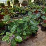 Purple Swedish Ivy Live Plant, Desk Shelf Plant, 3-5 Inch Tall, 2 Inch Pot