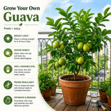 Pink Guava Fruit Tree Live Plant, Sweet Fruit Tree, 6-9 Inch Tall