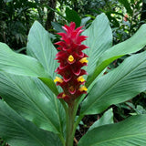 2 Red Curcuma Ginger Live Plant, Ginger Flower in Garden, 4-6 Inch Tall