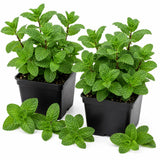 2 Peppermint Live Plants, Mint Herb Plant, 3-7 Inch Tall