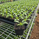 White Daisy Live Plant, Perennial Flower Plant, 3-5 Inch Tall, 3 Inch Pot