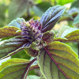 2 African Blue Basil Live Plants, Fresh Herb Seedling, 3-4 Inch Tall