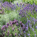 2 Mixed Lavender Plants, 4-8" Tall