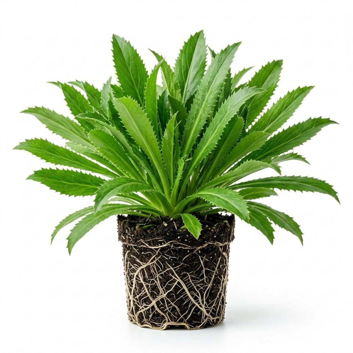 Culantro Herb Live Plant, Herb Vegetable Plant, 4 Inch Tall