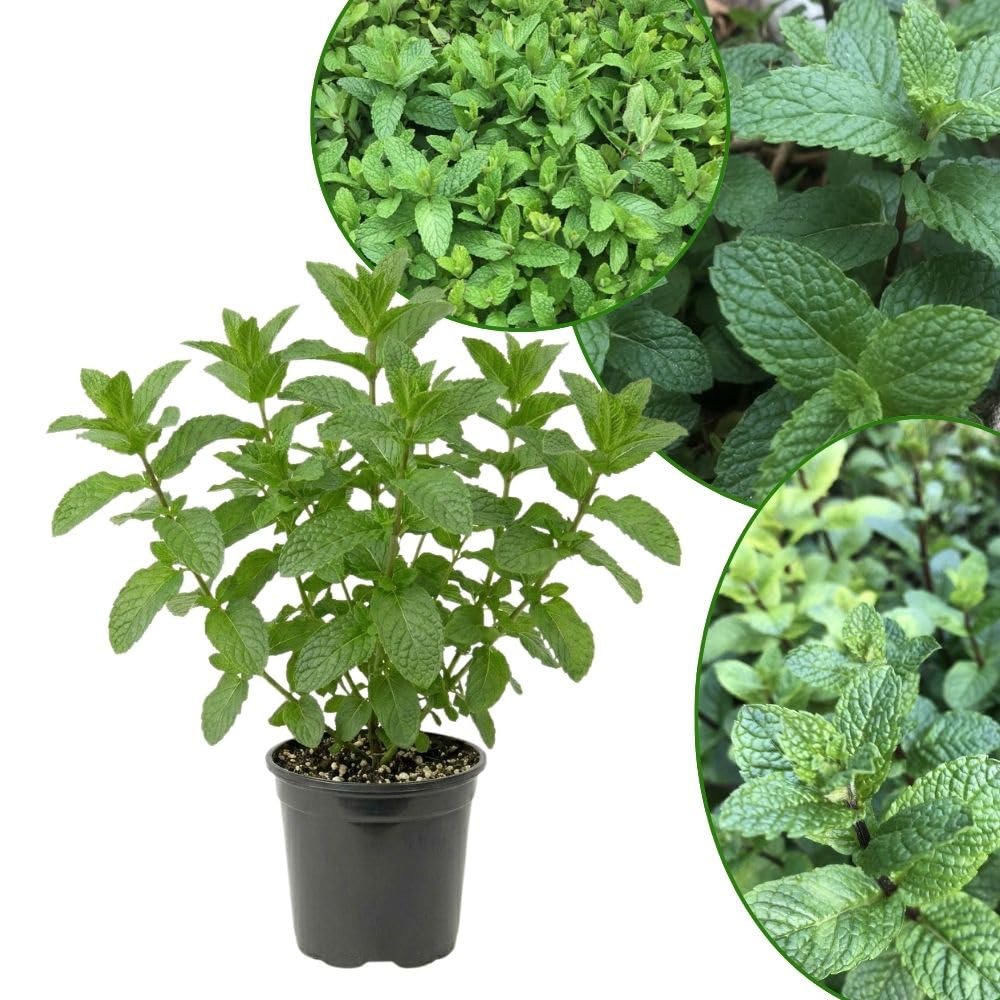 Peppermint Plant 3-5 Inch Tall for Container Herb Gardening