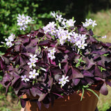 Purple Shamrock Oxalis Live Plant, 4-7 Inch Tall, 4 Inch Pot