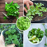 Parsley Live Plant, Garden Herb Plant, 4-7 Inch Tall, 4 Inch Pot