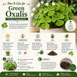 Green Shamrock Oxalis Plant Live, Indoor Houseplant, 3-6 Inch Tall