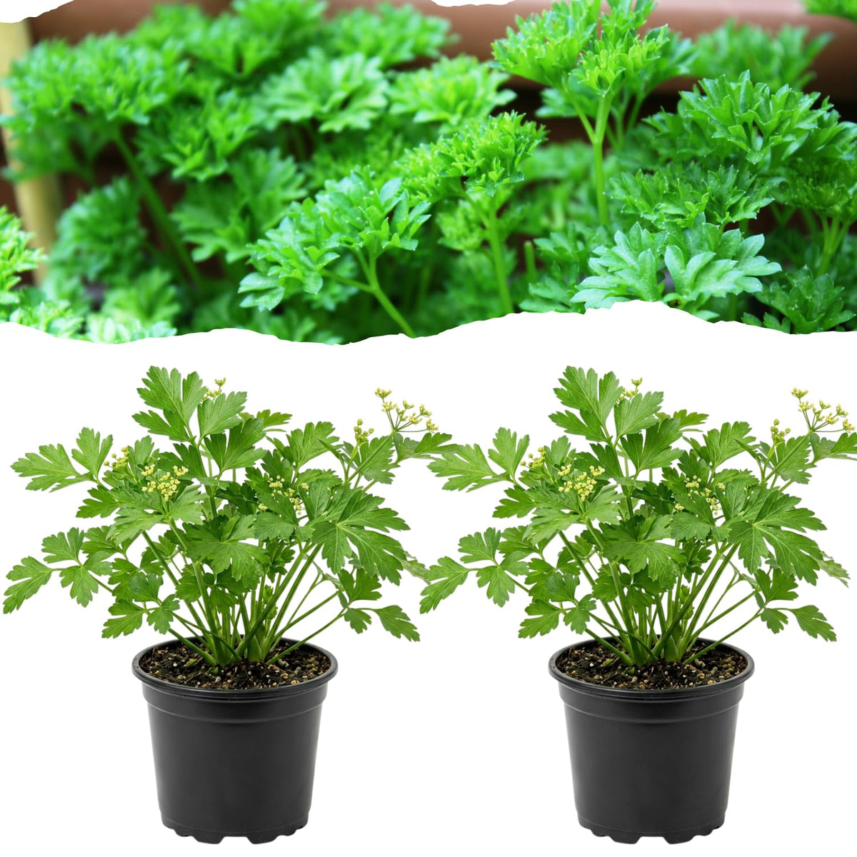 2 Parsley Plants Live, Edible Fragrant Herb Plant, 4-7 Inch Tall