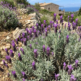 Set of 2 Spanish Lavender Plants Live, 3 Inch Pots
