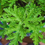 2 Citronella Live Plants, Garden Herb Plant, 3-4 Inch Tall