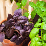 2 Purple Basil Live Plants, Rooted Herb Seedling, 3-6 Inch Tall