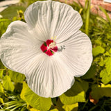 2 White Hibiscus Plants Live, 4-8 Inch Tall