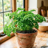 Parsley Live Plants, Parsley Herb Plant, 4-7 Inch Tall, 4 Inch Pot