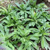 Culantro Plant Live, Garden Herb Plant, 3.5 Inch Pot
