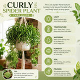 Curly Spider Plant Live, Indoor Decor Plant, 3-5 Inch Tall, 2 Inch Pot