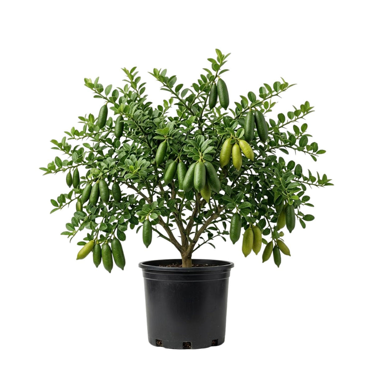Green Live Finger Lime Plant, Lime Tree Live, 1-2 Ft Tall, Gallon Pot