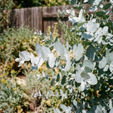 Silver Eucalyptus Live Plant, 4-6 Inch Tall, 4 Inch Pot