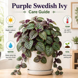 Purple Swedish Ivy Plectranthus Plant Live, 4-6 Inch Tall, 4 Inch Pot
