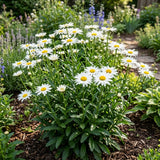 White Daisy Live Plant, Perennial Flower Plant, 3-5 Inch Tall, 3 Inch Pot