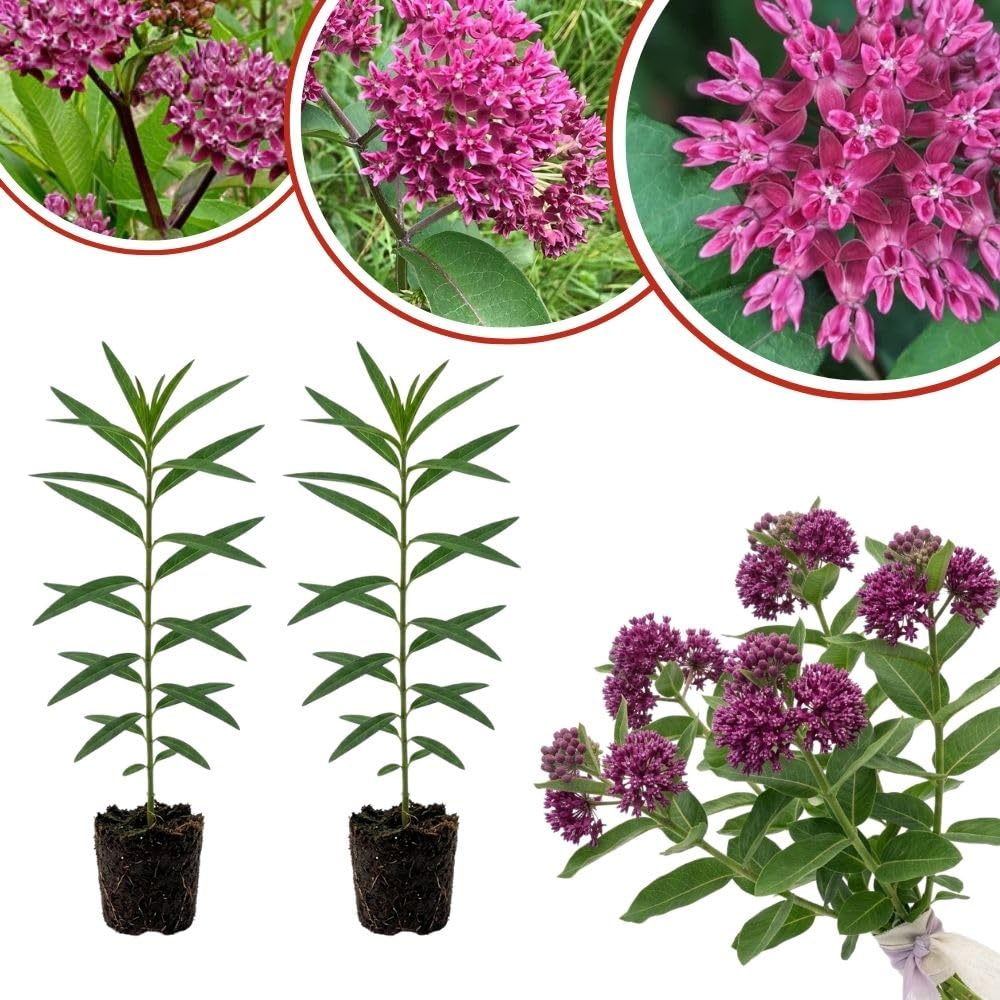 Set of 2 Purple Milkweed Live Plant 4-6" Tall