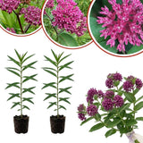 Set of 2 Purple Milkweed Live Plant 4-6" Tall