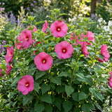 2 Pink Hibiscus Flower Live Plants, Flower Plant, 7-9 Inch Tall
