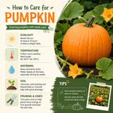 Orange Pumpkin Live Plant, 4-6 Inch Tall, 4 Inch Pot