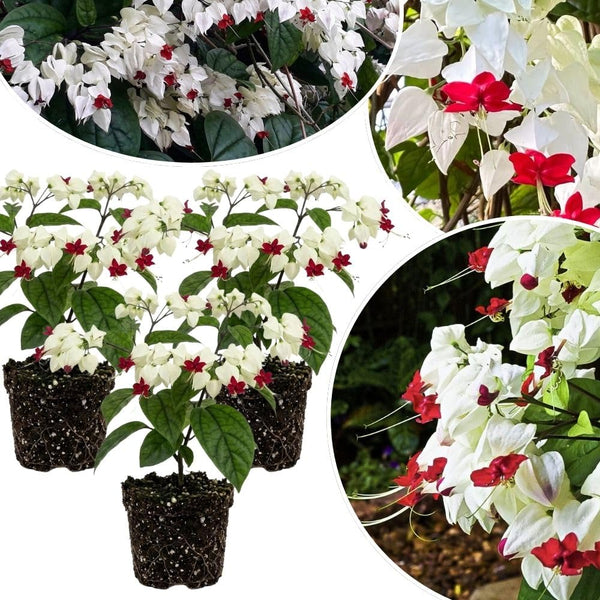 Set 3 White Bleeding Heart Plants Live 4-6 Inch Tall