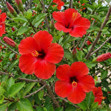 2 Red Hibiscus Bushes Live Plants, Flower Bush, 7-9 Inch Tall