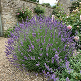 Set of 2 English Lavender Live Plants