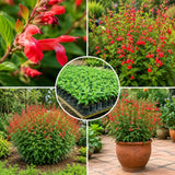 Pineapple Salvia Sage Live Plant, Bloom Plant, 4-7 Inch Tall