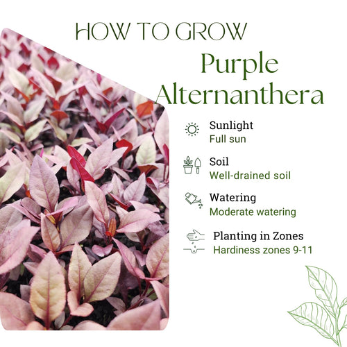 2 Purple Alternanthera Live Plants, Hardy Garden Plant, 4-6 Inch Tall