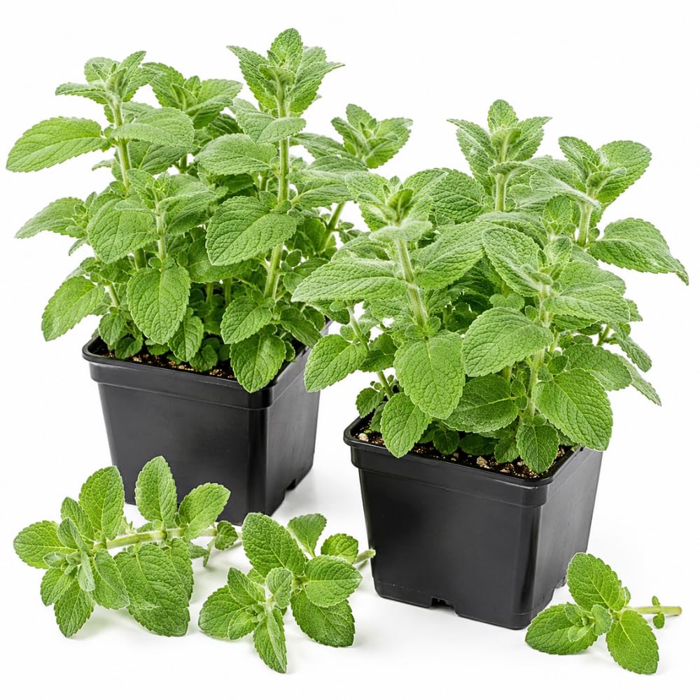 2 Apple Mint Live Plants, Mint Herb Plant, 3-7 Inch Tall