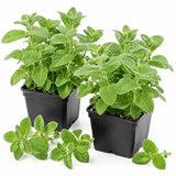 2 Apple Mint Live Plants, Mint Herb Plant, 3-7 Inch Tall