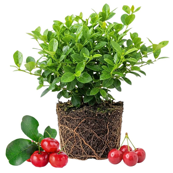 Barbados Cherry Tree Live Plant, Barbados Cherry Tree, 4-7 Inch Tall