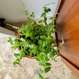 Strawberry Mint Live Plant, 3–5 Inch Tall