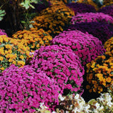 2 Chrysanthemum Live Plants, Spring Bloom Flower Plant, 5 Inch Tall