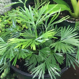 Eyelash Fern Live Plant in 2 Inch Pot, Fern Plant 4-7" Tall