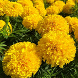 Yellow African Marigold Live Plant 4" Pot