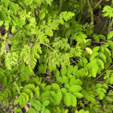 100+ Moringa Oleifera Drumstick Seeds